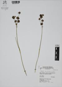 Juncus ebracteatus image